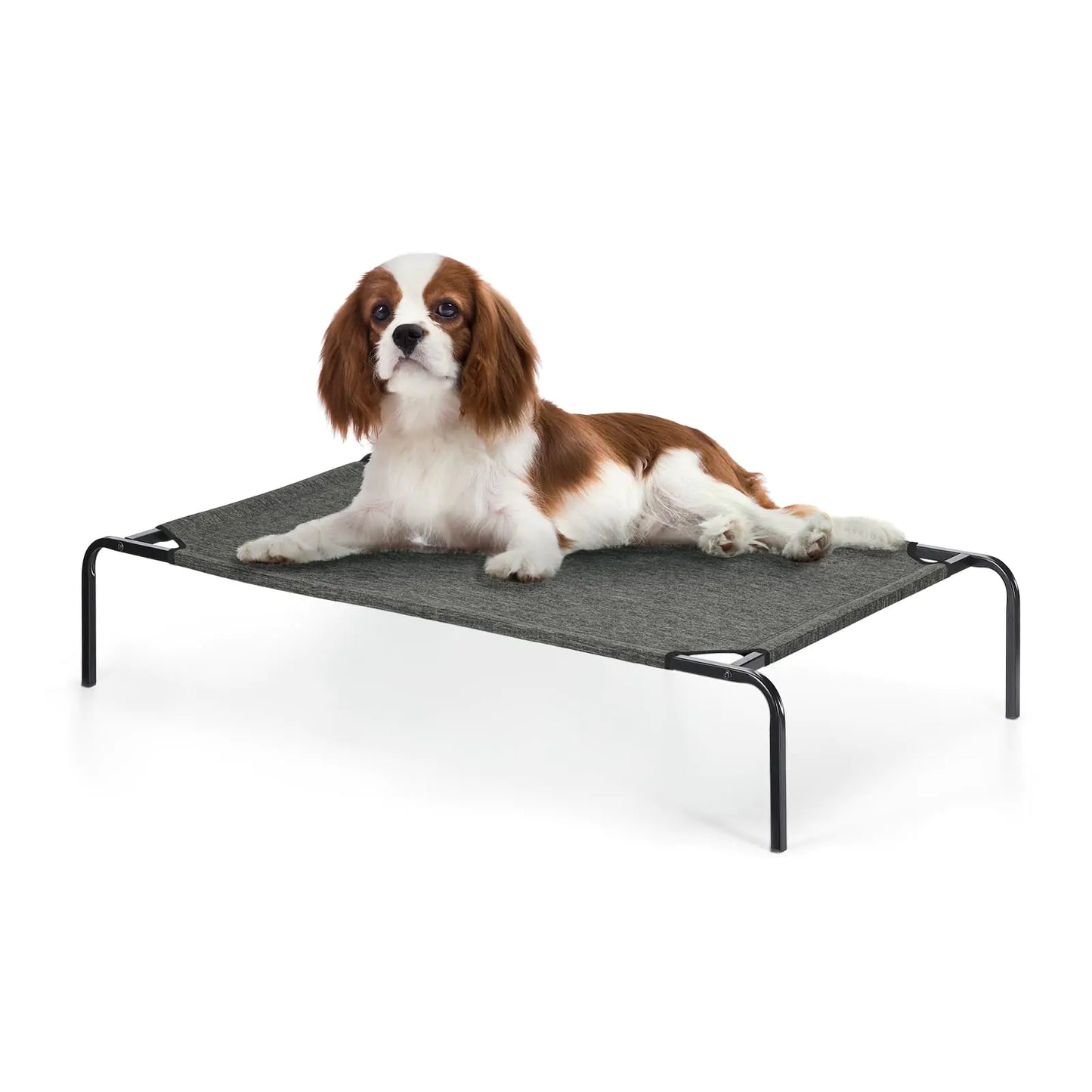 Elevated Dog Bed Raised Dog
