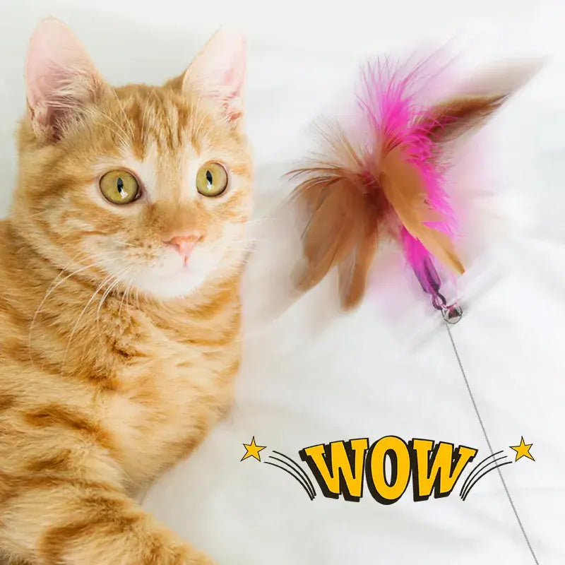 Kitten Playing Teaser Wand