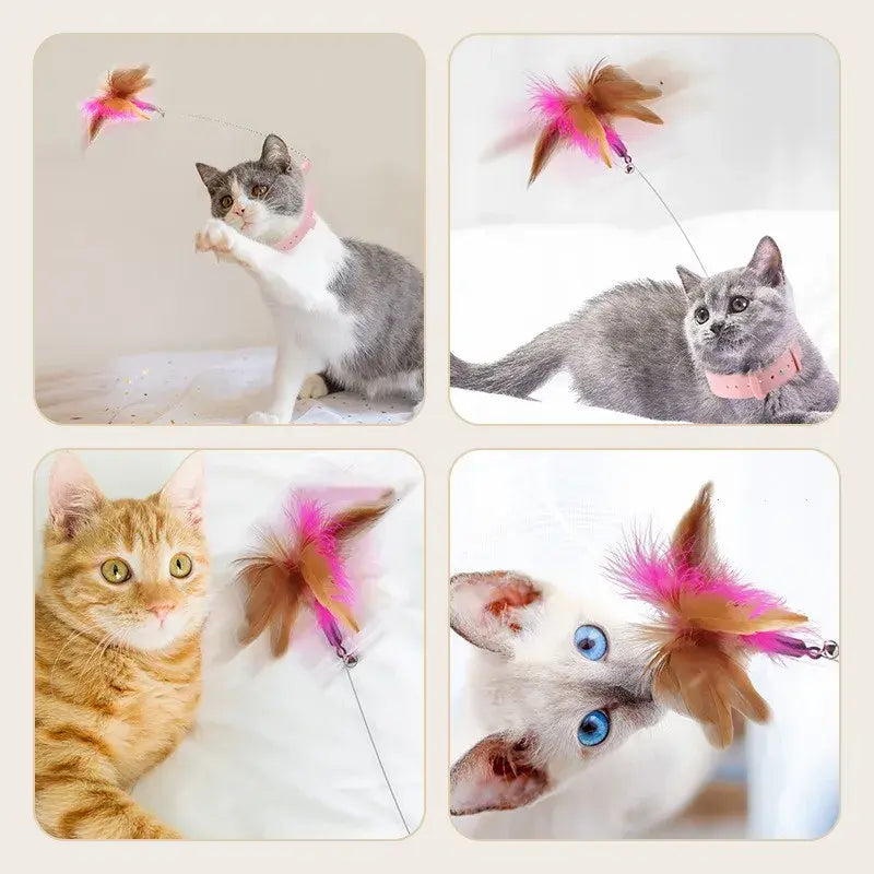 Kitten Playing Teaser Wand
