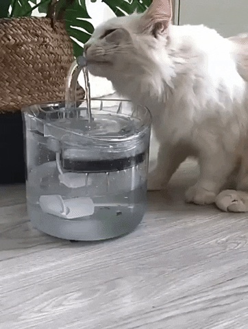 Auto Drinking Filter for Pets